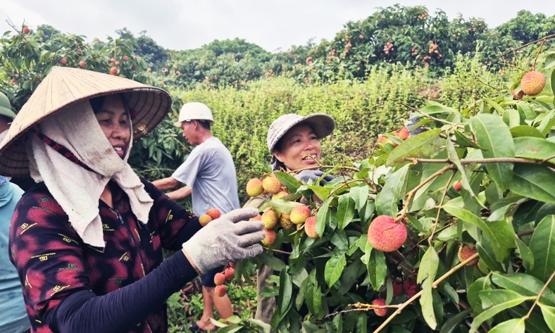  Phúc Hòa: Doanh thu từ vải sớm ước đạt hơn 270 tỷ đồng